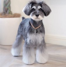 mmsu-ha看板犬のミニチュアシュナウザーの天子さん。6.5kgの体重で3袋ちょっと(3kgちょっと)を約1ヶ月で消費します。ワンちゃんの運動量・季節によりフード基本量は変わります。