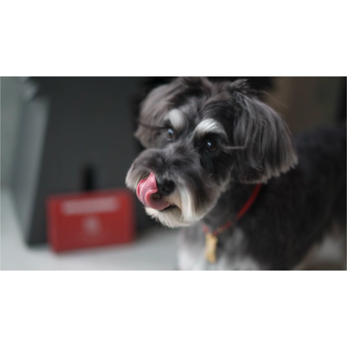 シュナウザーなどでお困りのストルバイト結晶・結石と胆泥・胆石の予防に【飲むデザートサプリ/赤リンゴジュースに】mmsu-ha(エムエムスーハ)プレミアム犬用デザートサプリメントアップル&クランベリー＆ウラジロガシ