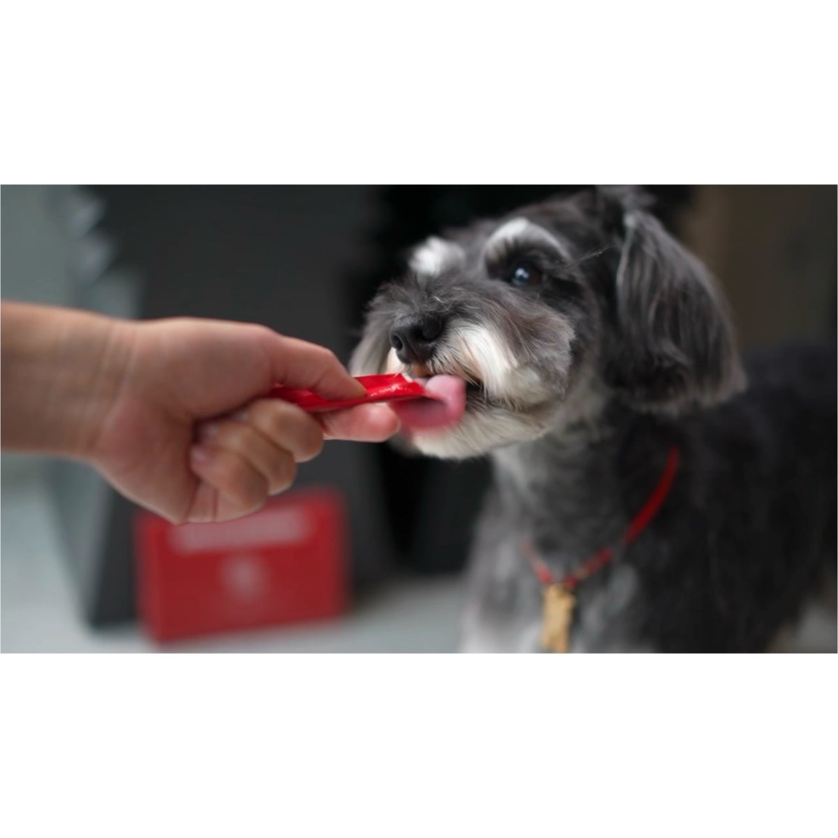 シュナウザーにお困りのストルバイト結晶・結石や胆泥・胆石予防に【飲むデザートサプリ/赤リンゴジュースに】mmsu-haプレミアムデザートサプリメント