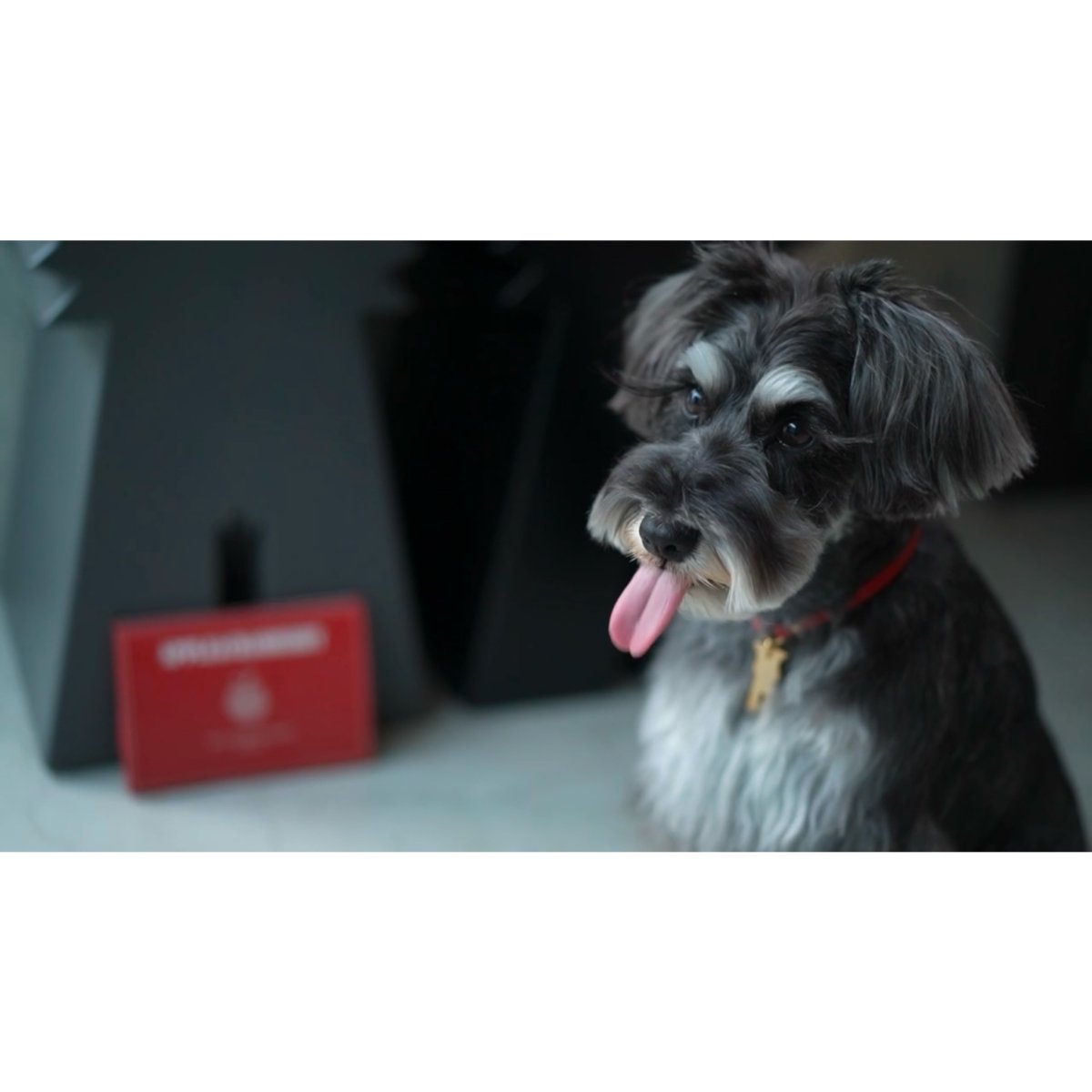 シュナウザーにお困りのストルバイト結晶・結石や胆泥・胆石予防に【飲むデザートサプリ/赤リンゴジュースに】mmsu-haプレミアムデザートサプリメント