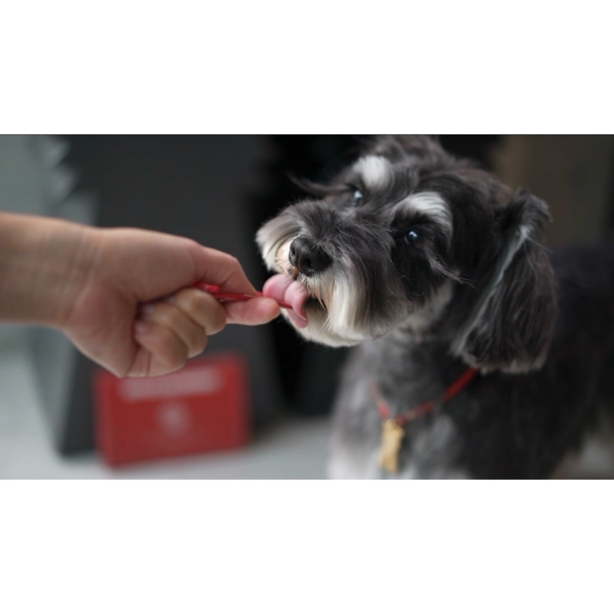 シュナウザーなどでお困りのストルバイト結晶・結石と胆泥・胆石の予防に【飲むデザートサプリ/赤リンゴジュースに】mmsu-ha(エムエムスーハ)プレミアム犬用デザートサプリメントアップル&クランベリー＆ウラジロガシ