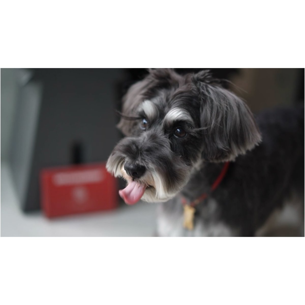 シュナウザーにお困りのストルバイト結晶・結石や胆泥・胆石予防に【飲むデザートサプリ/赤リンゴジュースに】mmsu-haプレミアムデザートサプリメント