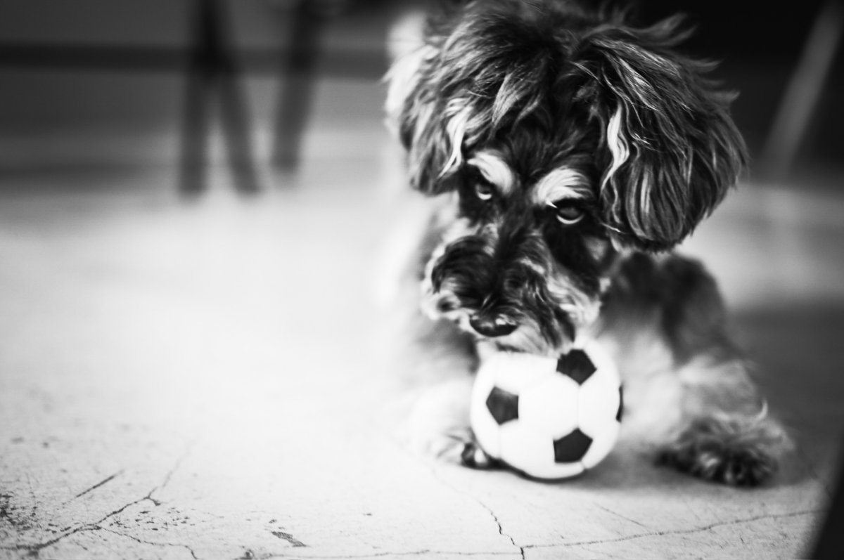 シュナウザー×サッカーボールLおもちゃ×mmsu-ha