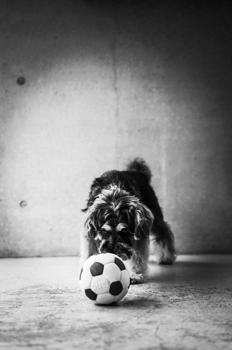 シュナウザー×サッカーボールLLおもちゃ×mmsu-ha