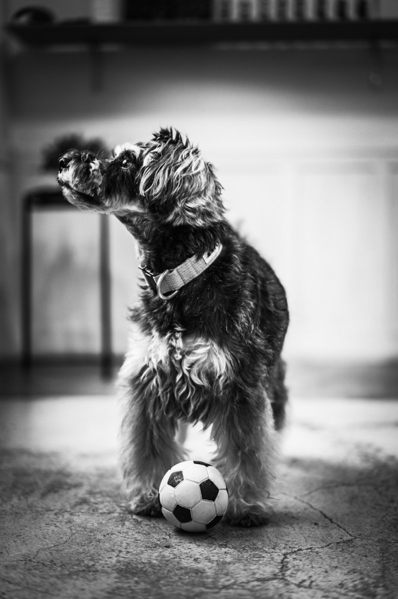 シュナウザー×サッカーボールSおもちゃ×mmsu-ha