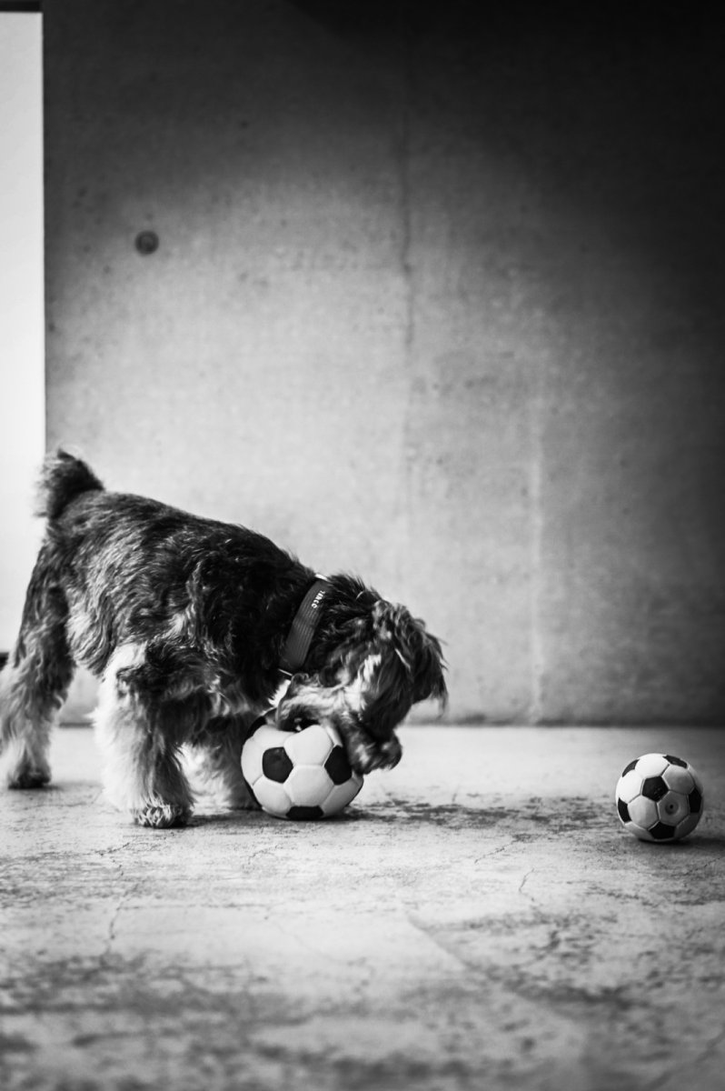 シュナウザー×サッカーボールLLおもちゃ×mmsu-ha