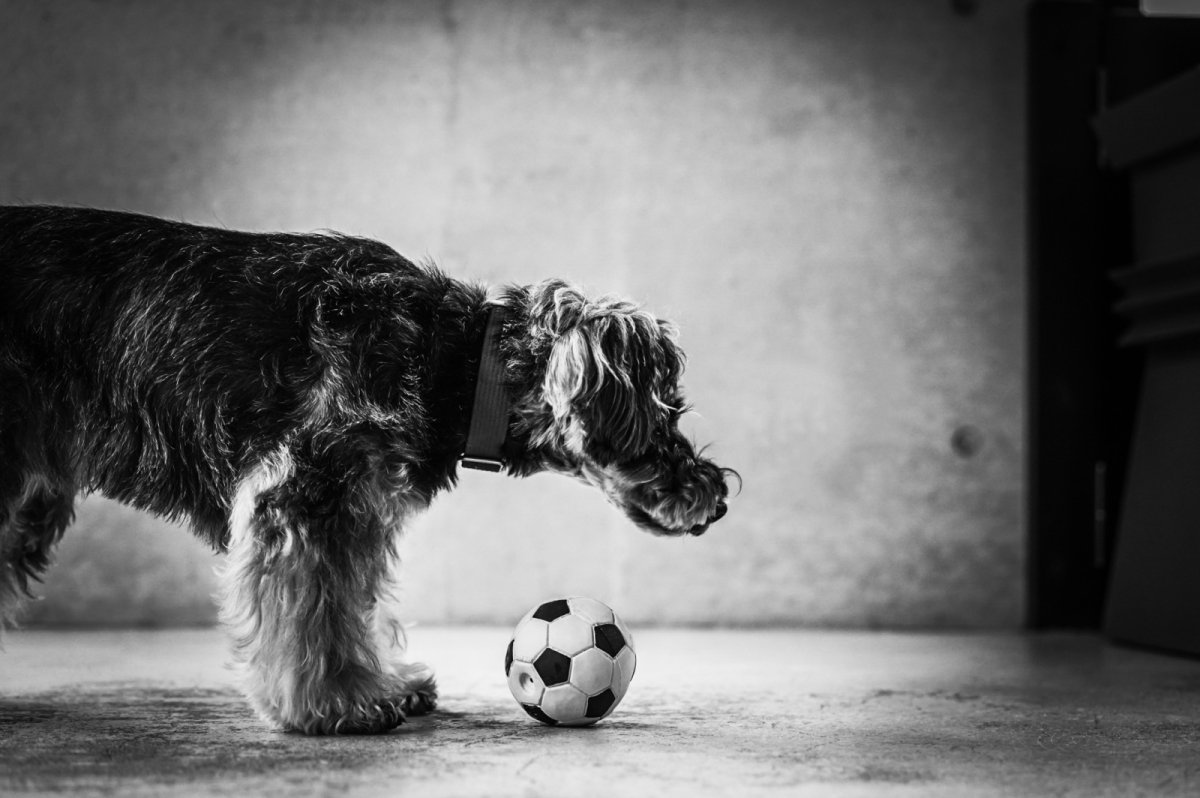 シュナウザー×サッカーボールLおもちゃ×mmsu-ha