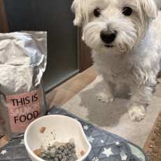 mmsu-ha プレミアムドッグフードサーモン味のパッケージを食べようとする白いミニチュア・シュナウザーの写真
