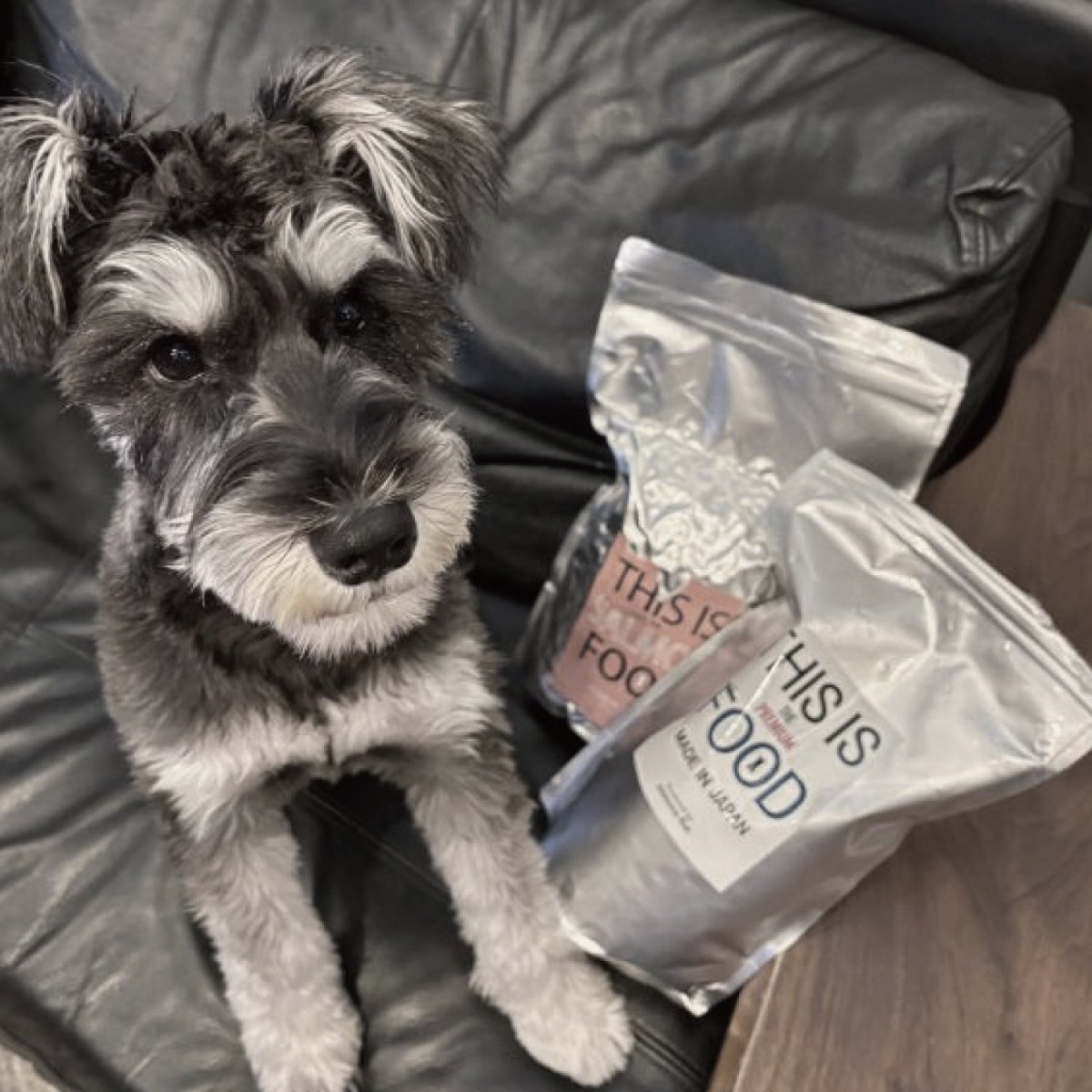 mmsu-ha プレミアムドッグフード（馬肉とサーモン）とリラックスしているミニチュア・シュナウザーのレビュー写真