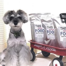 mmsu-ha プレミアムドッグフードを並べたワゴンとミニチュア・シュナウザーの写真