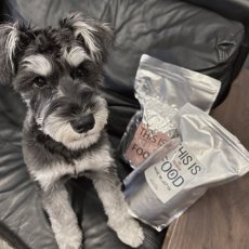 mmsu-ha プレミアムドッグフード（馬肉とサーモン）とリラックスしているミニチュア・シュナウザーのレビュー写真