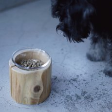 器に入ったサーモン味のドッグフードをミニチュア・シュナウザーが見つめている様子