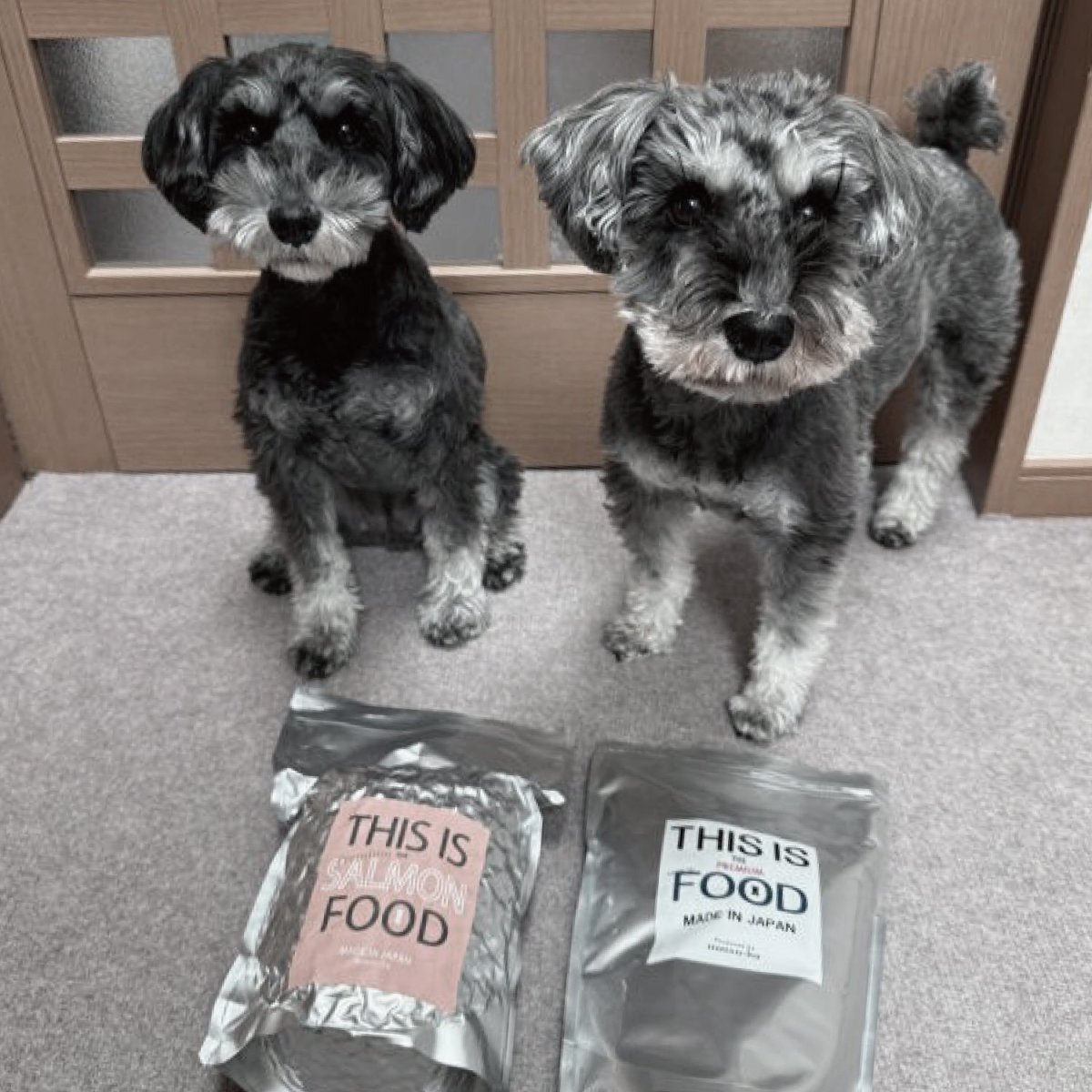 mmsu-ha プレミアムドッグフード（馬肉とサーモン）と2匹のミニチュア・シュナウザーのレビュー写真