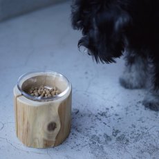 器に入ったドッグフードをミニチュア・シュナウザーが見つめている様子