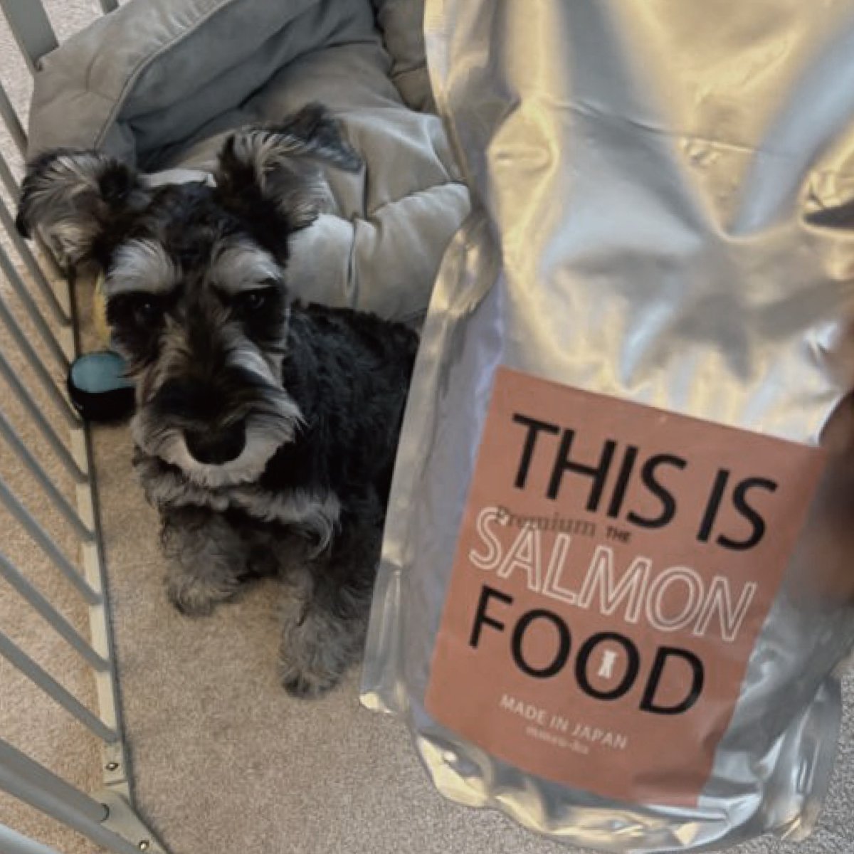mmsu-ha プレミアムドッグフードサーモン味とミニチュア・シュナウザーの写真