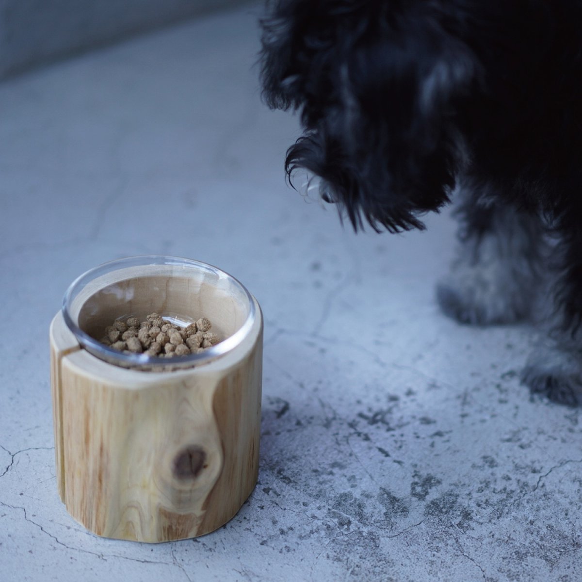 器に入ったドッグフードをミニチュア・シュナウザーが見つめている様子