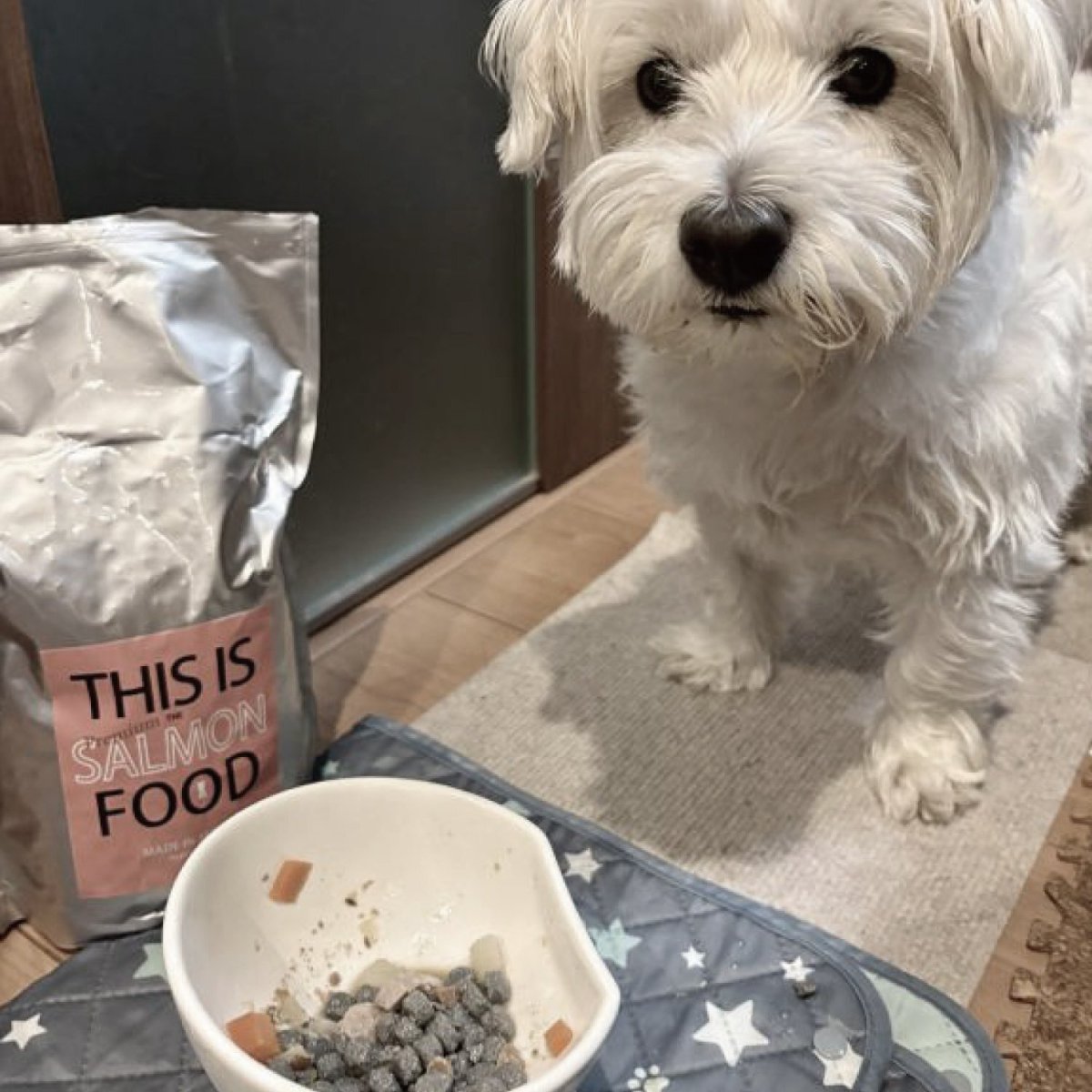 mmsu-ha プレミアムドッグフードサーモン味のパッケージを食べようとする白いミニチュア・シュナウザーの写真