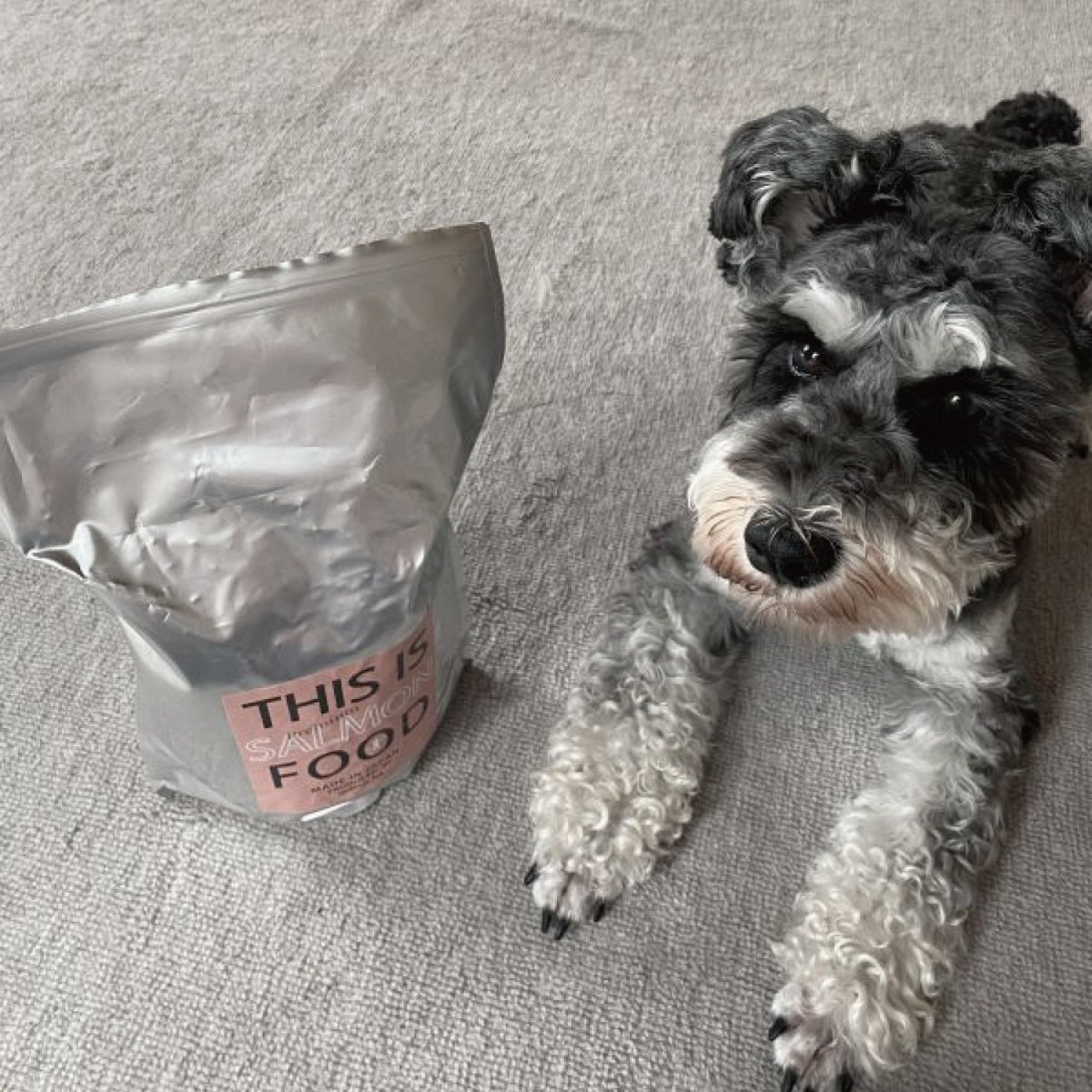 mmsu-ha プレミアムドッグフードサーモン味と寝そべっているミニチュア・シュナウザーのレビュー写真
