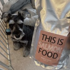 mmsu-ha プレミアムドッグフードサーモン味とミニチュア・シュナウザーの写真