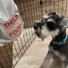 mmsu-ha プレミアムドッグフードサーモン味に興味を持っているミニチュア・シュナウザーの写真