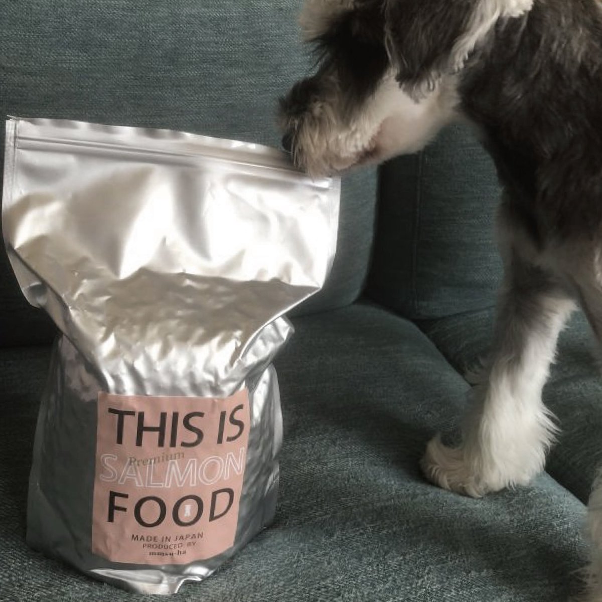 mmsu-ha プレミアムドッグフードサーモン味のパッケージを噛んでいるミニチュア・シュナウザーの写真