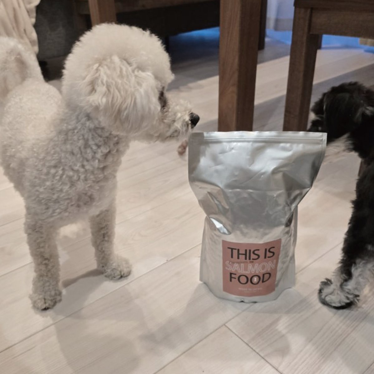 mmsu-ha プレミアムドッグフードサーモン味を見ている2匹ミニチュア・シュナウザーのレビュー写真