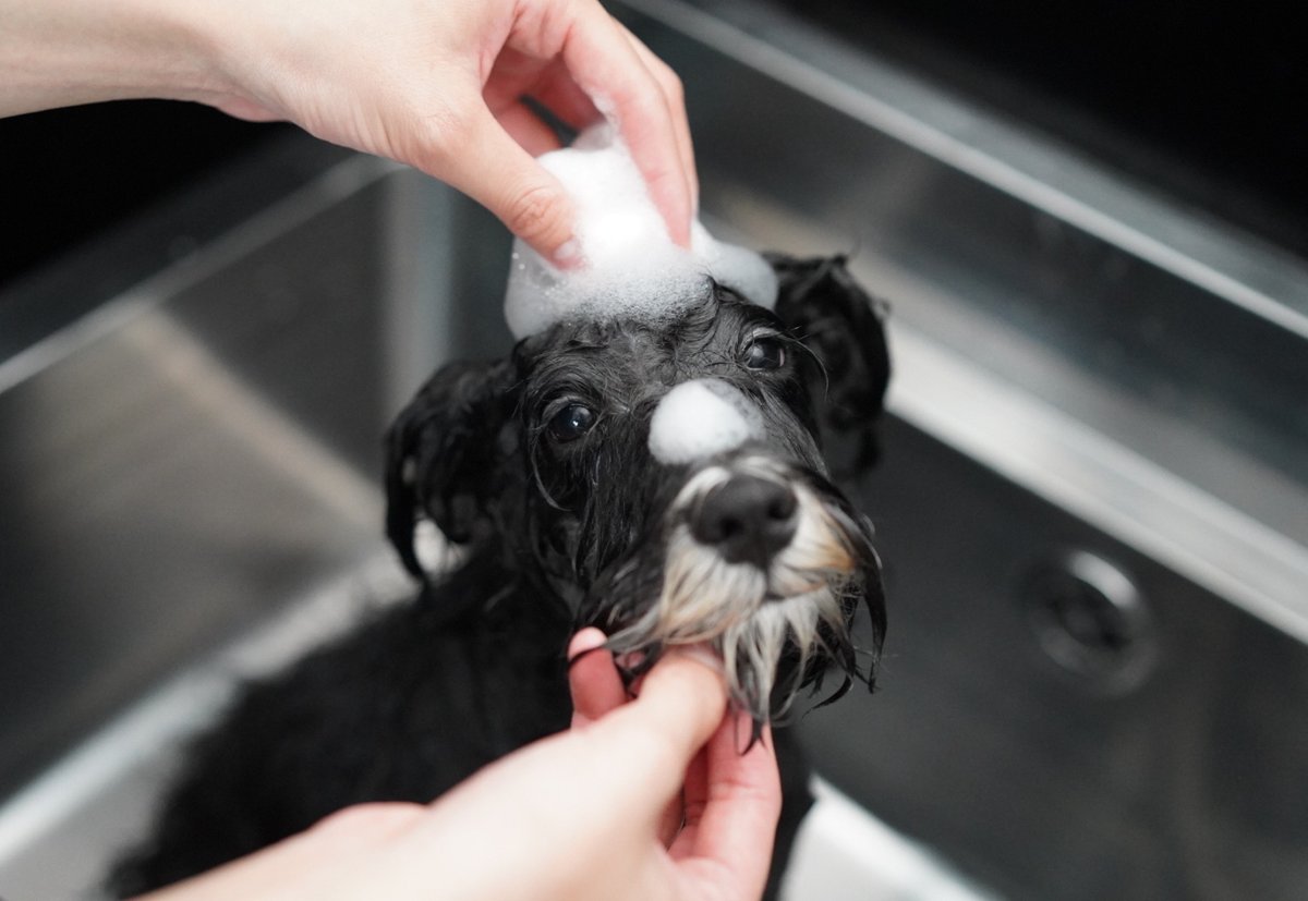 シュナウザー専用シャンプー/mmsu-haプレミアムシャンプー/400ml