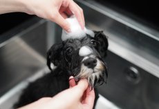 シュナウザー専用シャンプー/mmsu-haプレミアムシャンプー/400ml