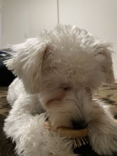 レビュー1268-投稿画像1