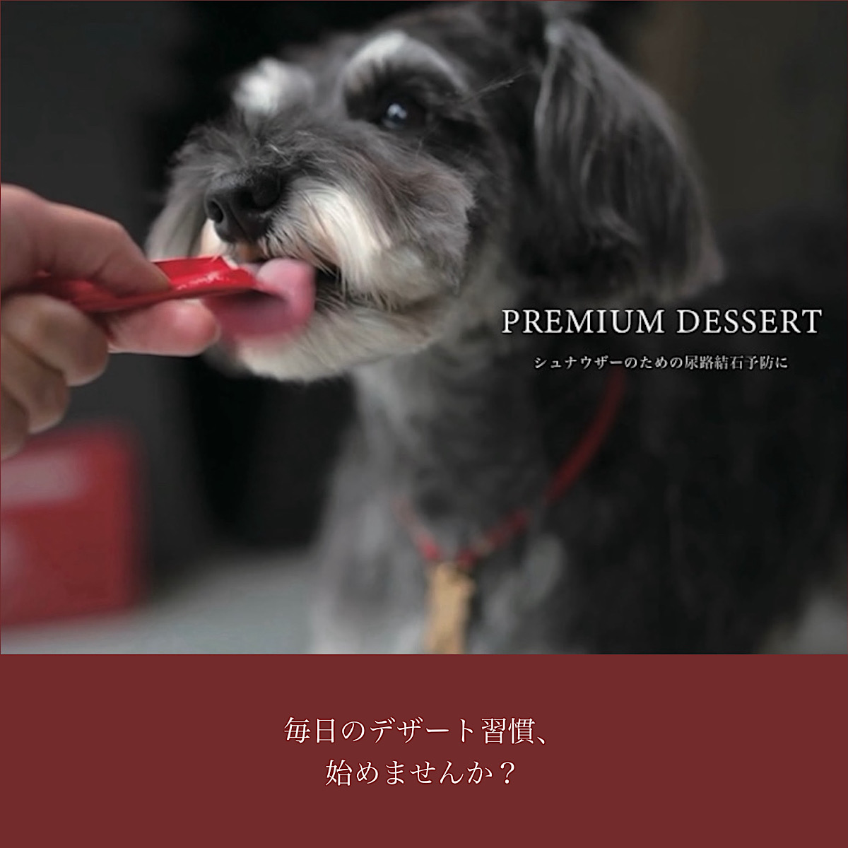 シュナウザー他犬種たちにもオススメの結石予防対策サプリ