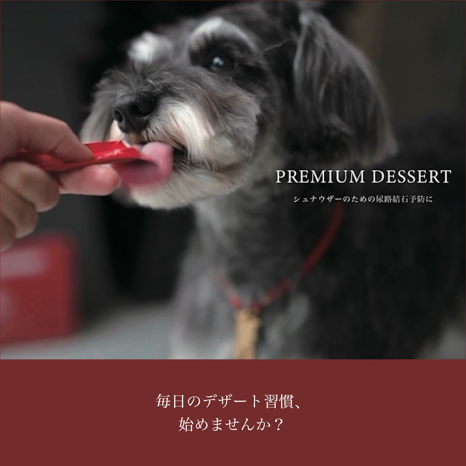 シュナウザー他犬種たちにもオススメの結石予防対策サプリ