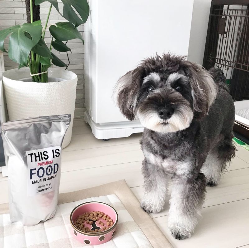 シュナウザー フードご飯