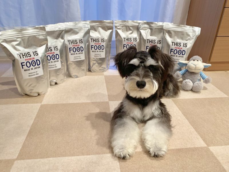 シュナウザー フードご飯
