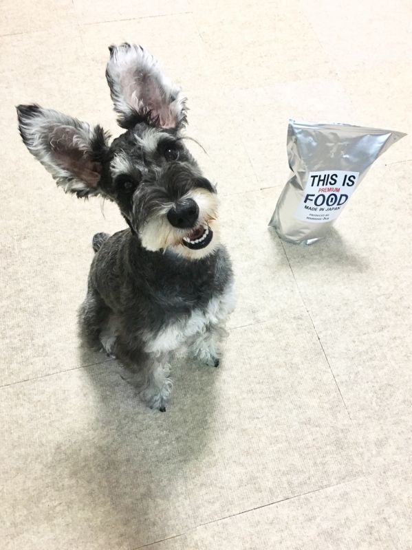 シュナウザー フードご飯
