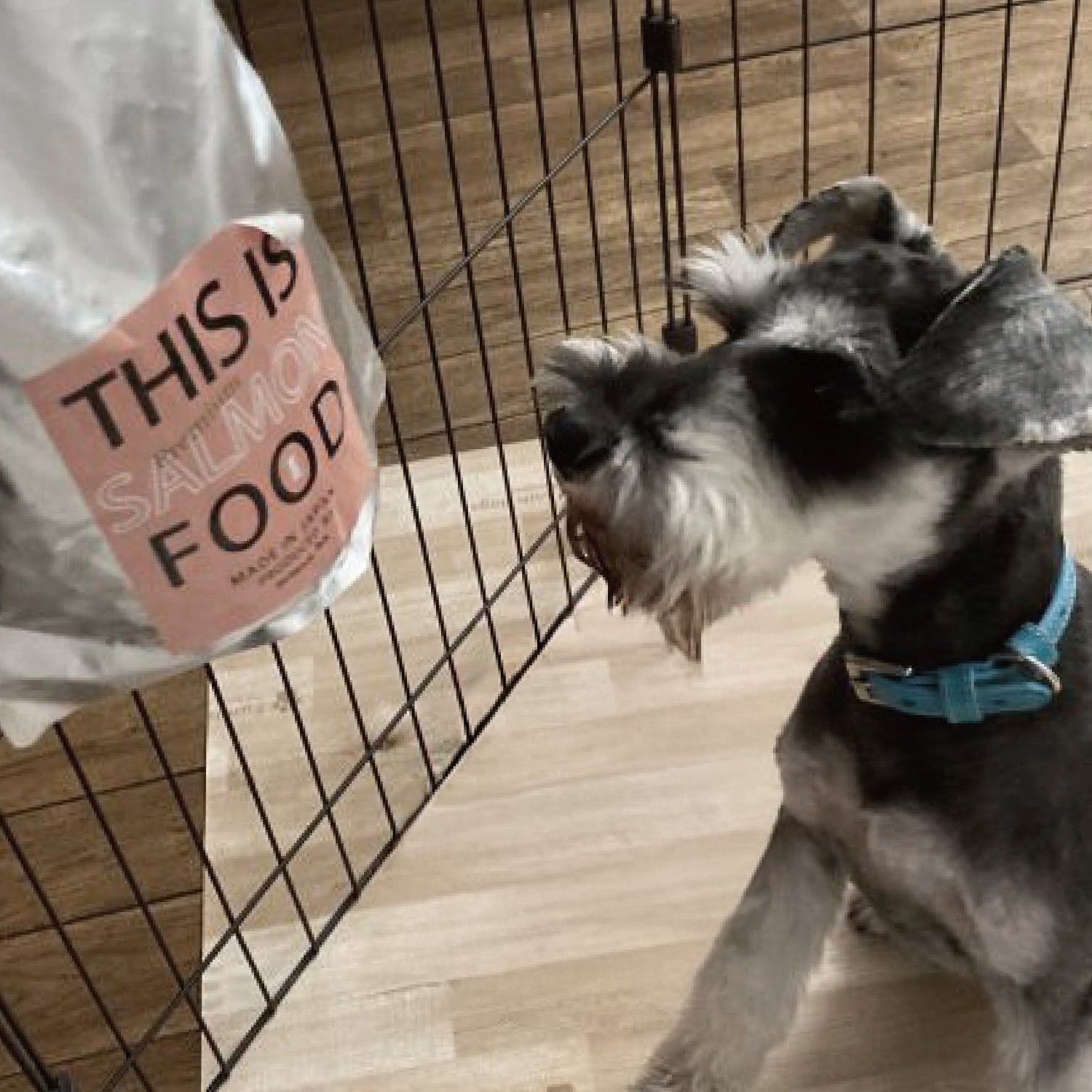 ドッグフード mm K9 ビーフ・トリーツ｜ドッグフード｜K9ナチュラル公式通販サイト